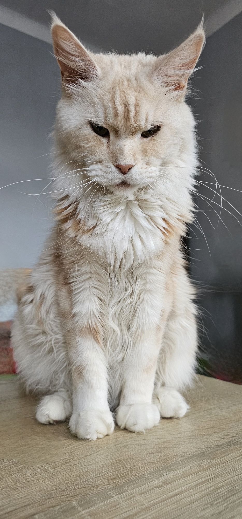 Maine coon cudowny kociak