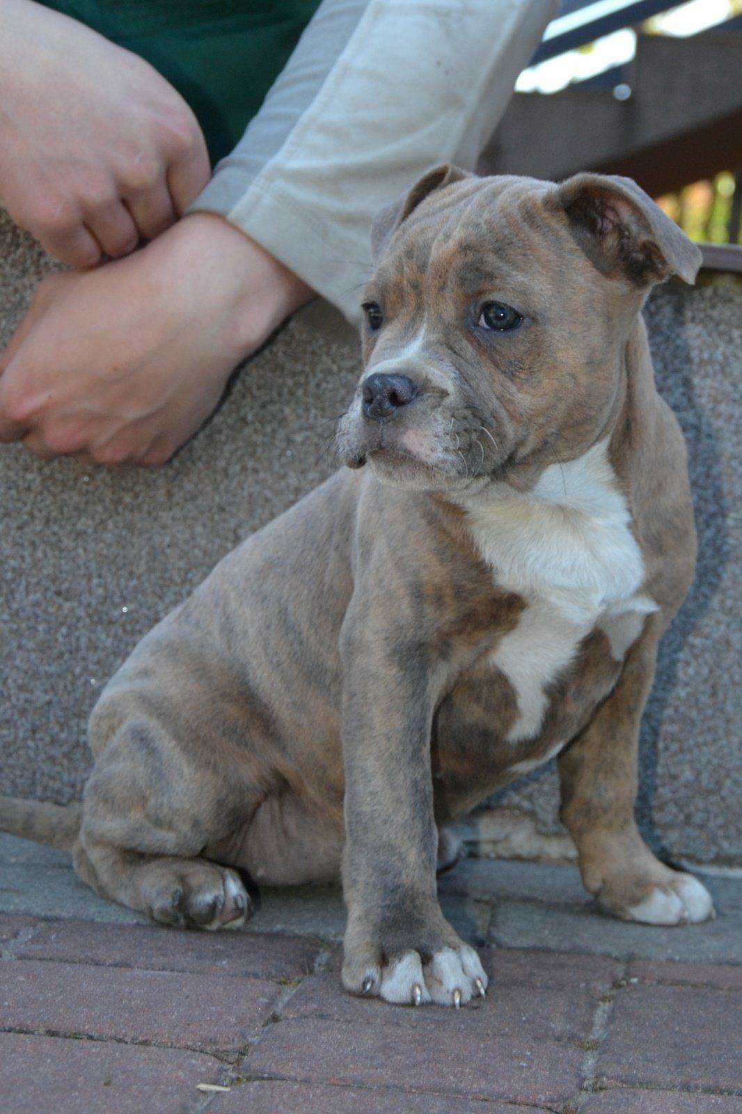 American Staffordshire Terrier Amstaff