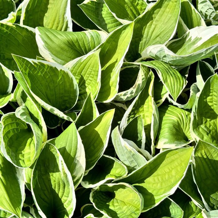 Funkia Hosta 'Francee' W DONICZCE, BIAŁO ZIELONE LIŚCIE Dekoracyjna