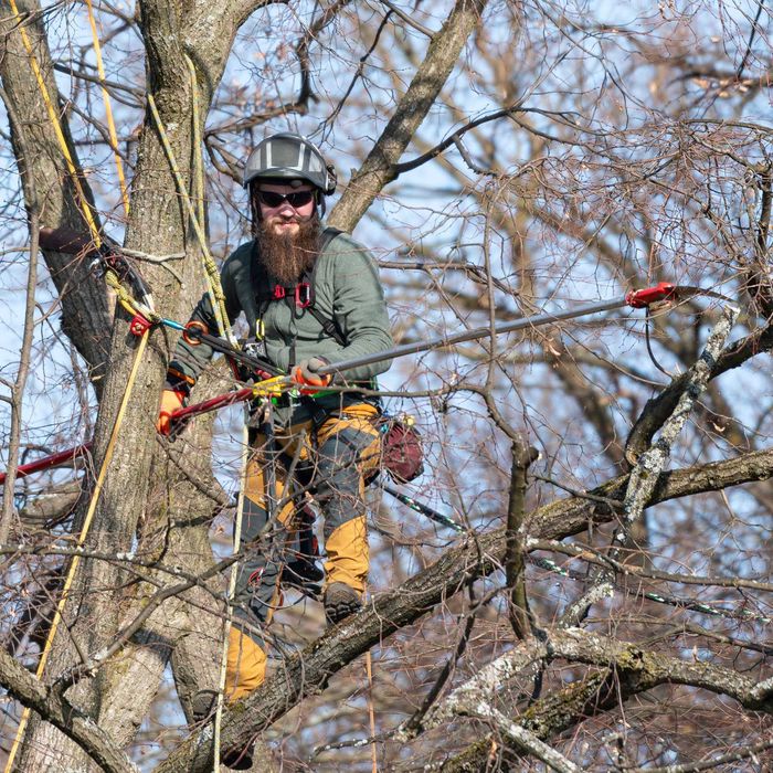 Pielęgnacja i wycinka drzew