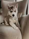 Suczka Siberian Husky
