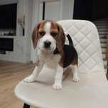 Piękny Szczeniak Beagle Tricolor czysta rasa