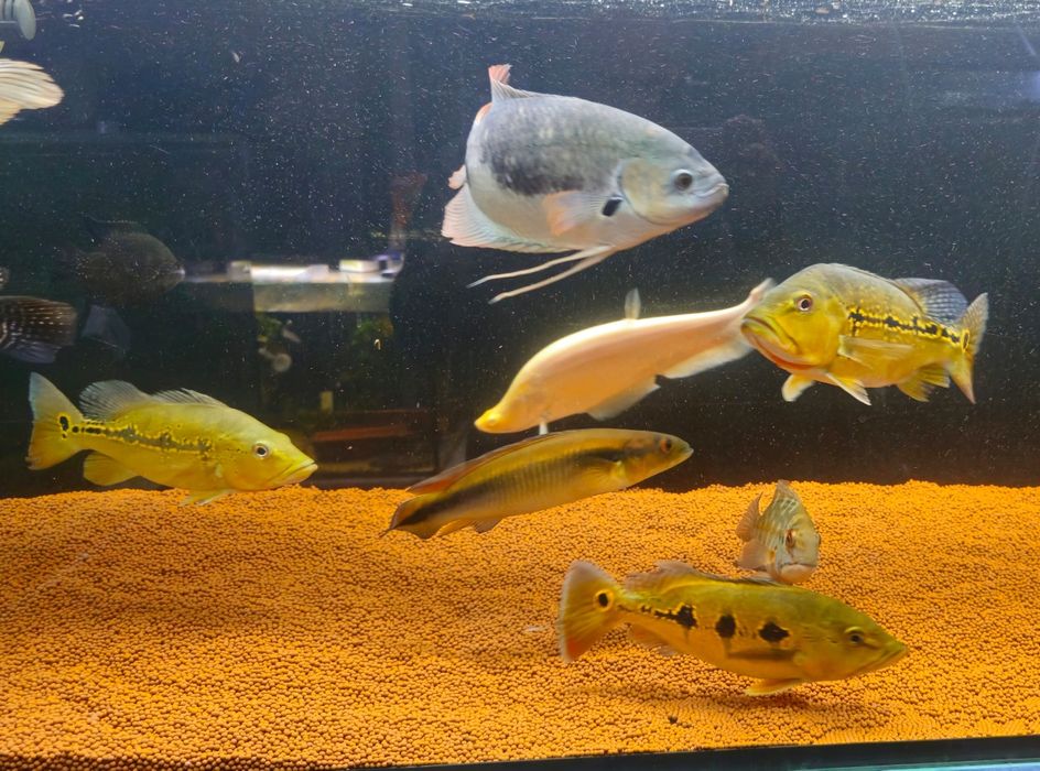 Ciclhas 4 exemplares