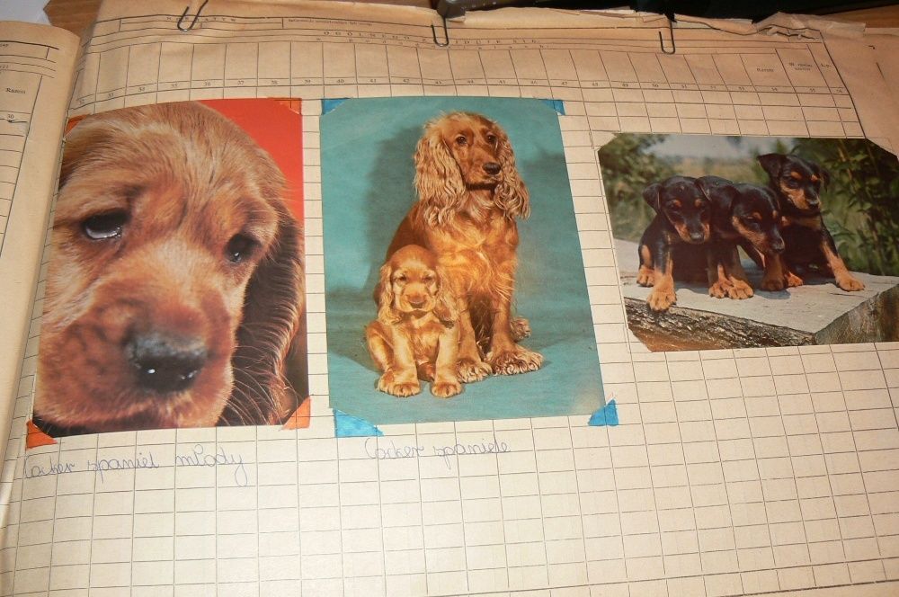 Widokówki pocztówki PSY stare dla kolekcjonerów z lat 70-80