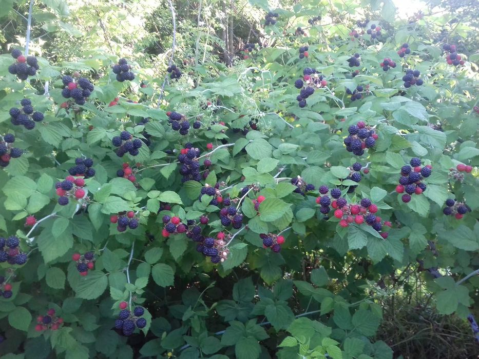 Черноплодная малина Кумберленд, ежемалина. Саженцы
