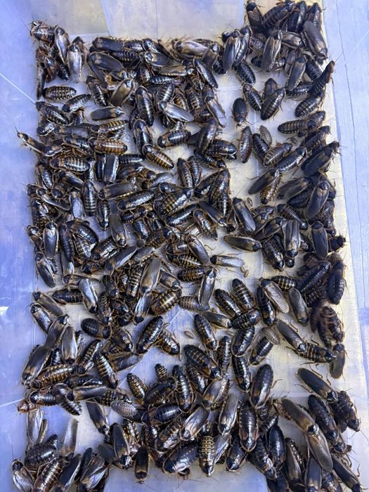 Baratas Argentina Alimento vivo