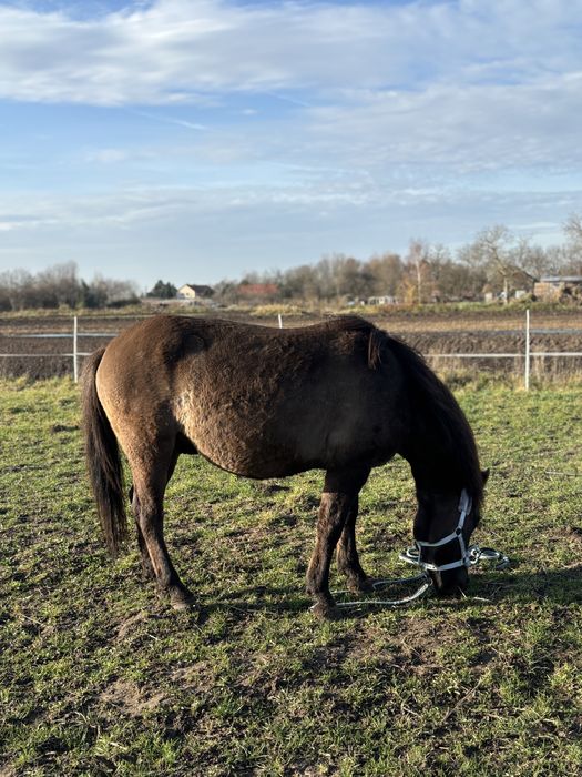 Wałach huculski, hucuł
