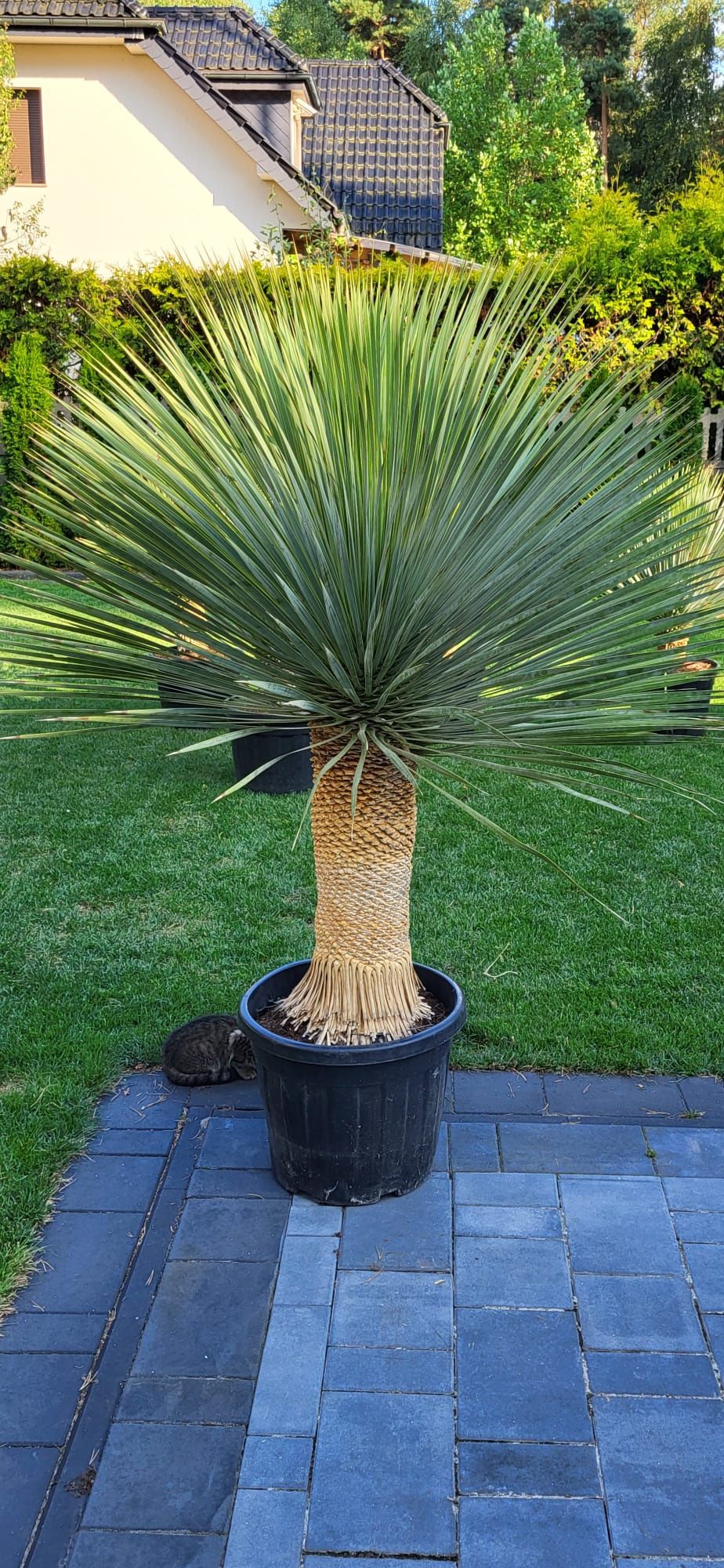 Yucca rostrata. Juka rostrata.
