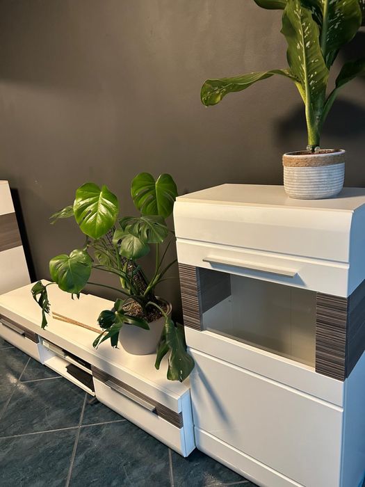 Mebloscianka biala w polysku