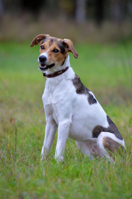 Kochana, śliczna i młodziutka Astra szuka domu!