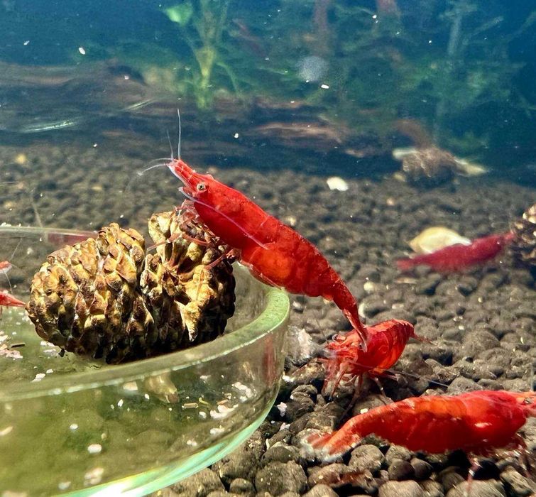 happyaquarium.pt - Camarões Neocaridina