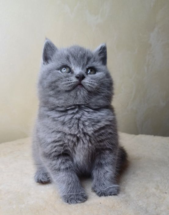 Шотландська дівчинка.