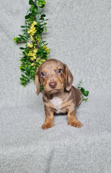 Estupendo Teckel choco arlequim de Qualidade