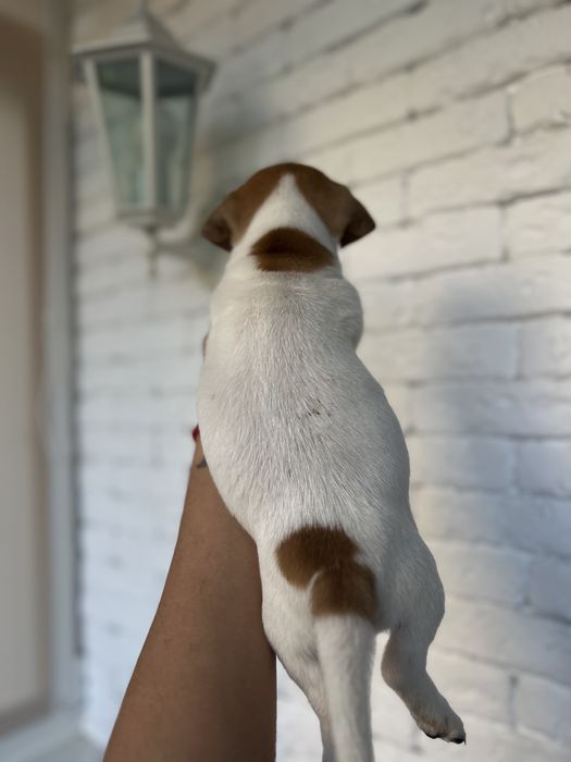 Пропоную щеняток Джек Рассел