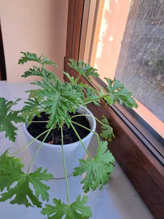 Anginka geranium pachnące