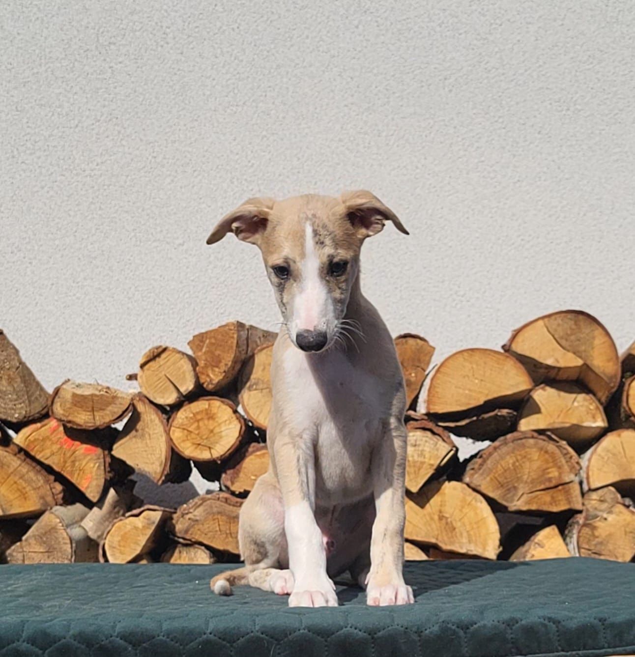 Szczeniaczki  - whippet