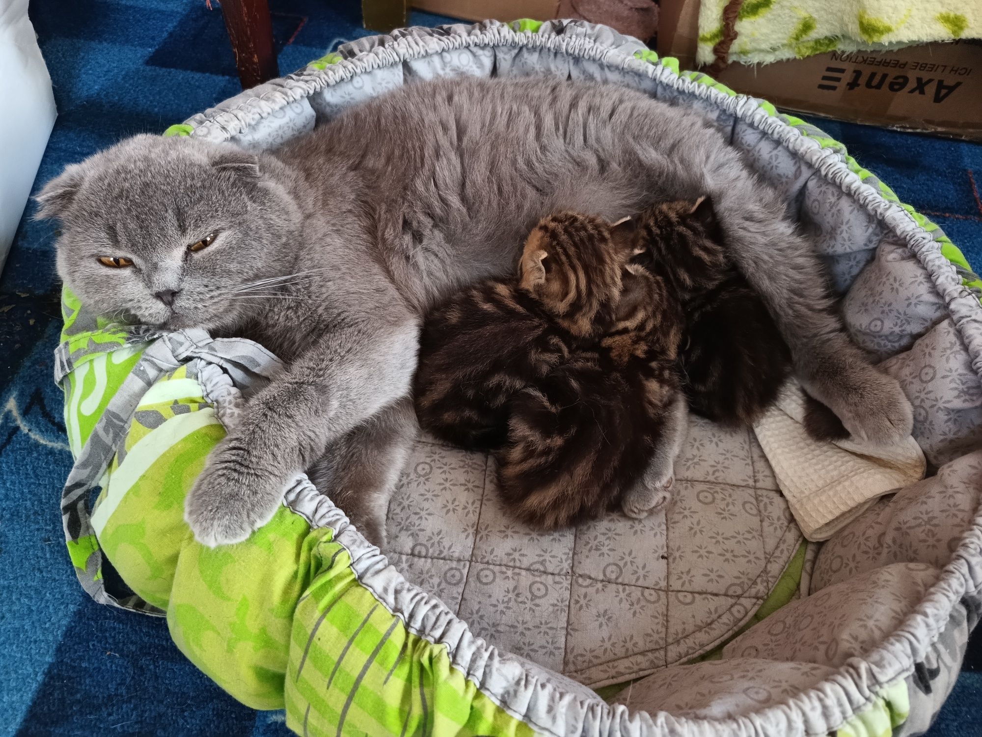 Шотландские котята