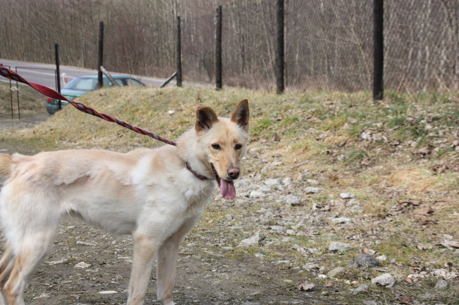 Suczka Sonia do adopcja. Oddam psa