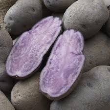 Batatas Pretas pra semear UMA ESPECIALIDADE Adaptado ao nosso clima
