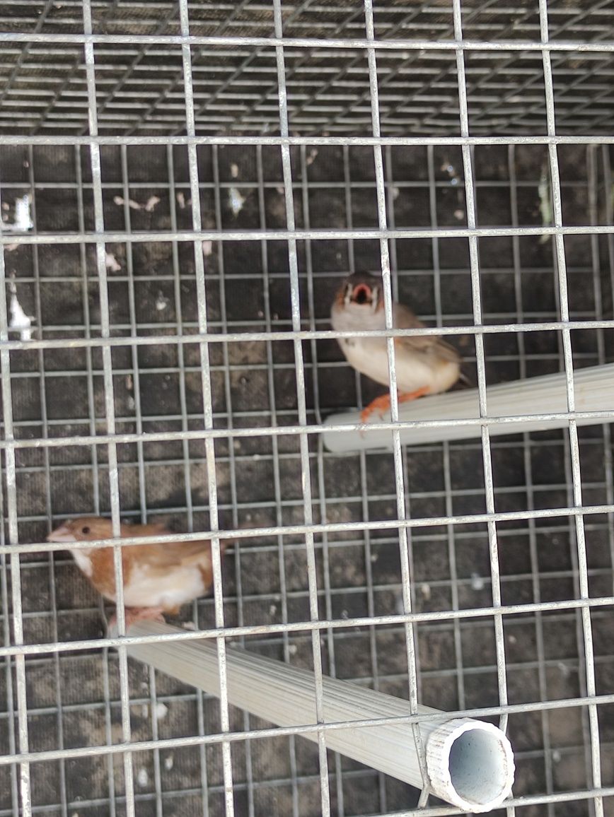 Pássaros mandarins