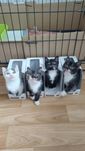 Z 4 została tylko biała do adopcji
