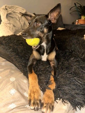 Oddam psa suczke Kea