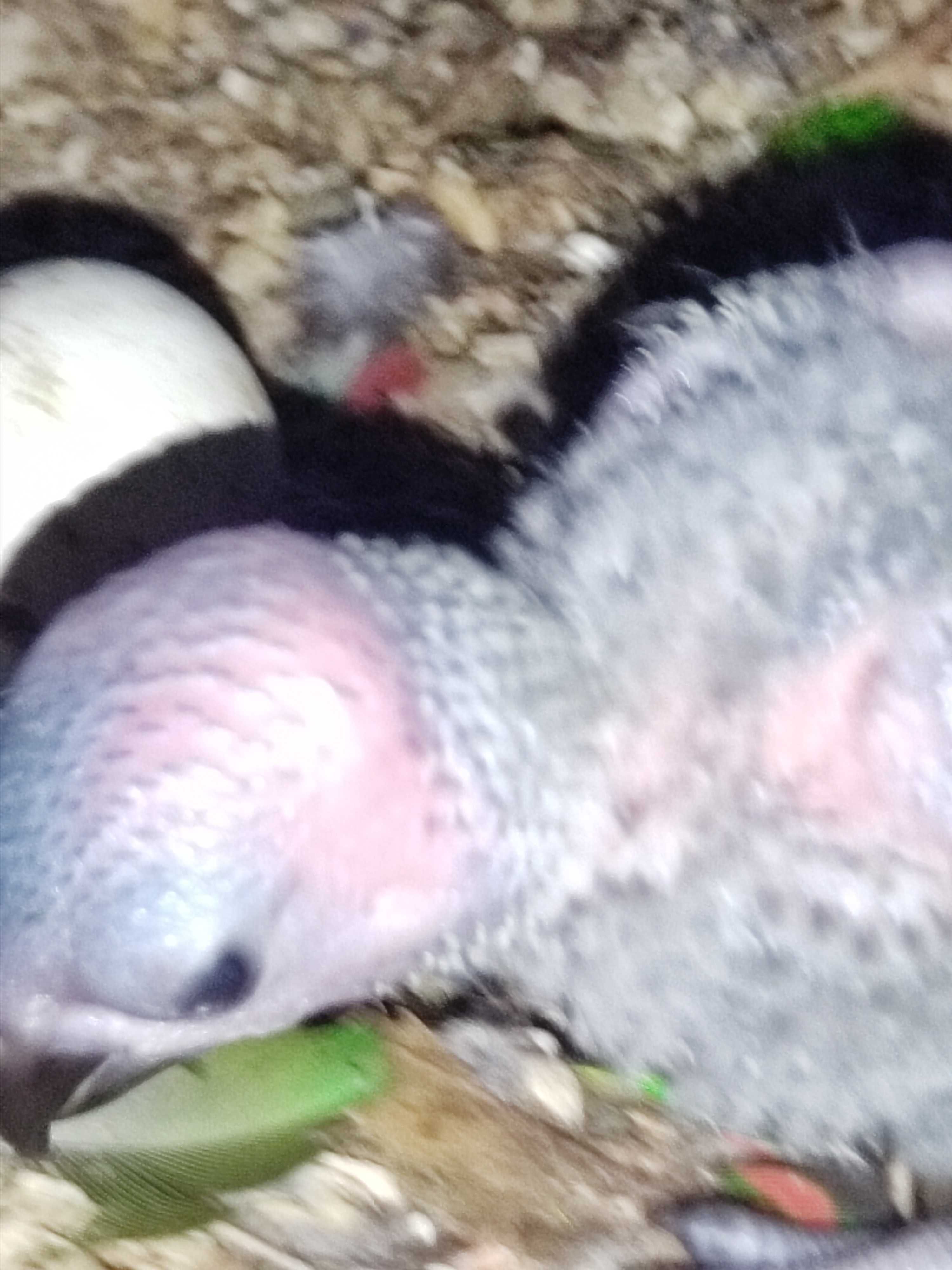 Casal de Loris arco íris