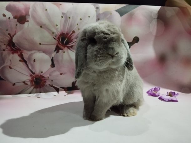 Królik mini lop hodowla