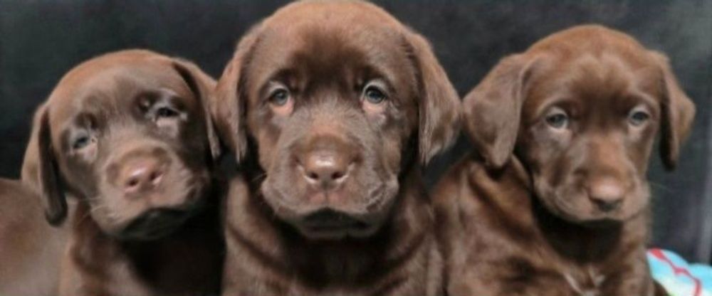Шоколадный Лабрадор Ретривер щенки питомника с Доставкой