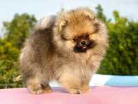 Do odbioru FAITH suka sunia szpic miniaturowy pomeranian orange sable