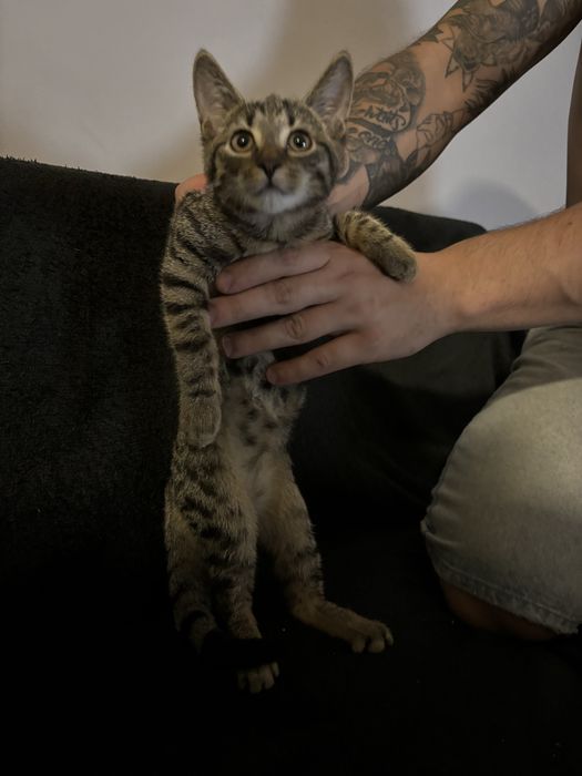 Kociaki do adopcji