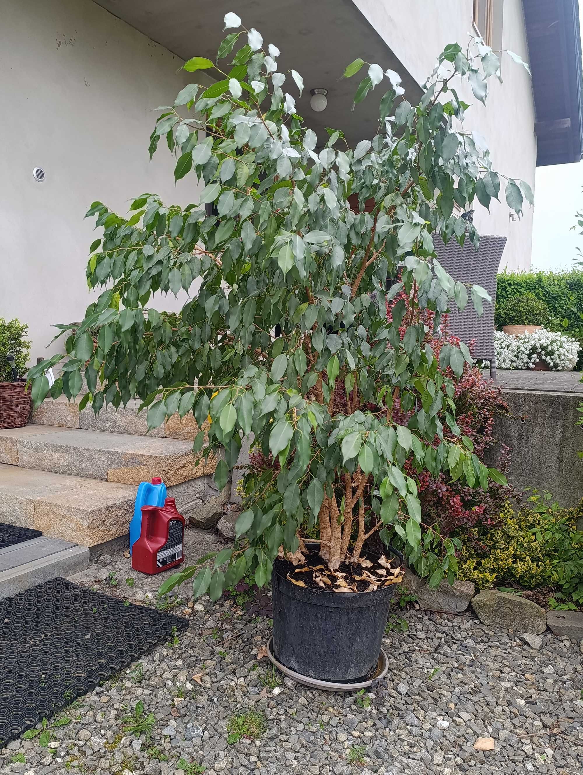 Fikus benjamina wysokość około 150 cm