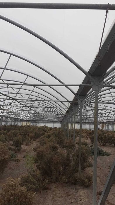 Estufas Agrícola com 4000 m2