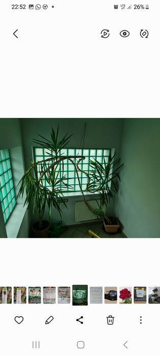 Sprzedam dwie  dwudziestoletnie YUKI