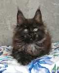 Kocurek Maine Coon Elios Blue Aura*Pl