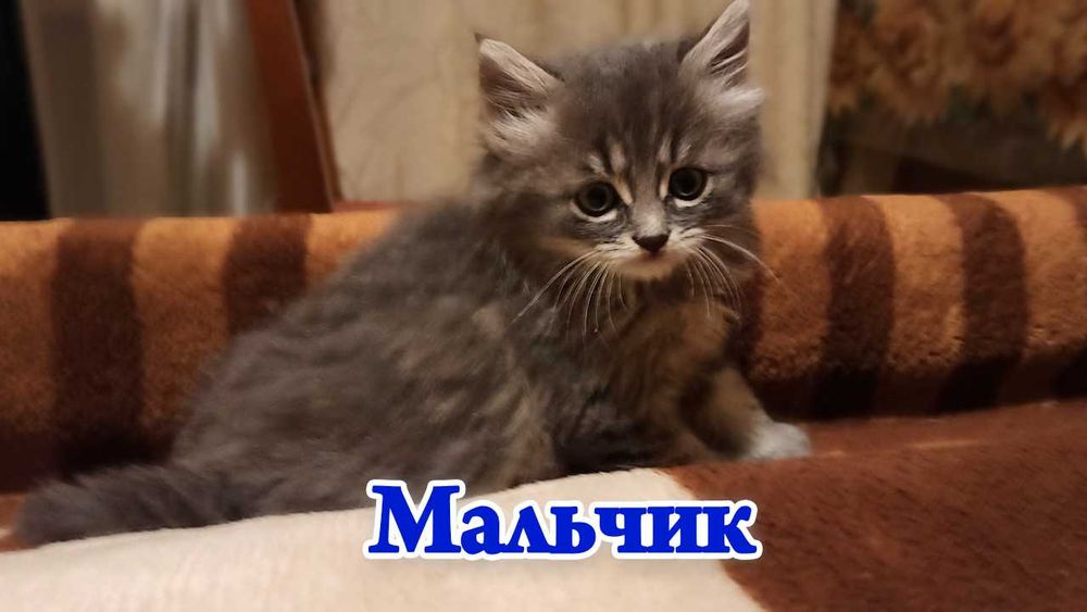 Котята в добрі руки