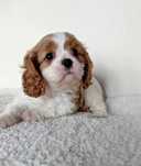 Cavalier King Charles Spaniel Suczka