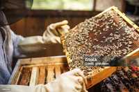 Пчели бджоли отводки сімї бджіл Ураїнська Степова
