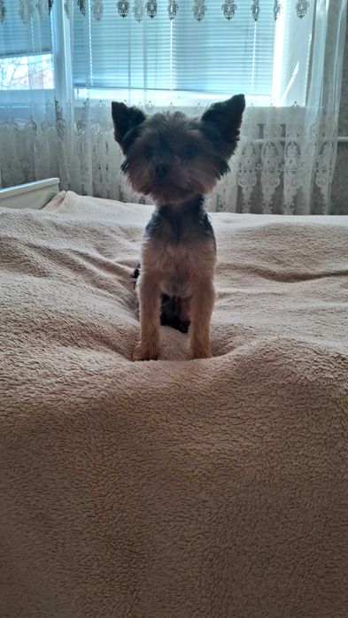 Міні йорк шукає наречену