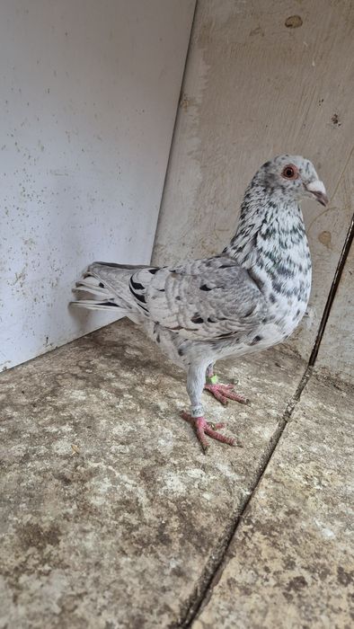 Gołąb gołębie almond qalmond brown