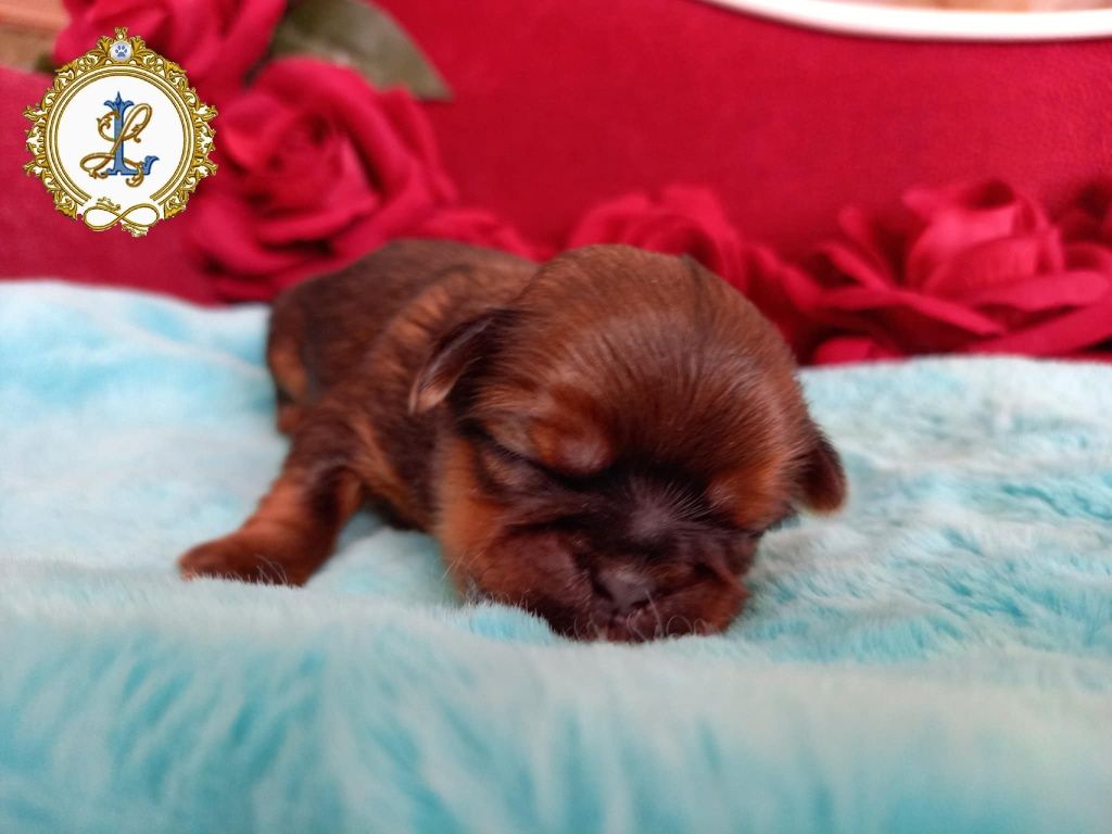 Shih Tzu rodowodowa drobna suczka