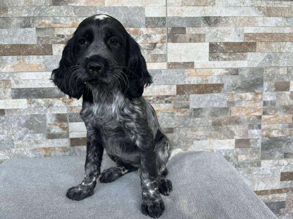 Cocker spaniel ostatnia sunia