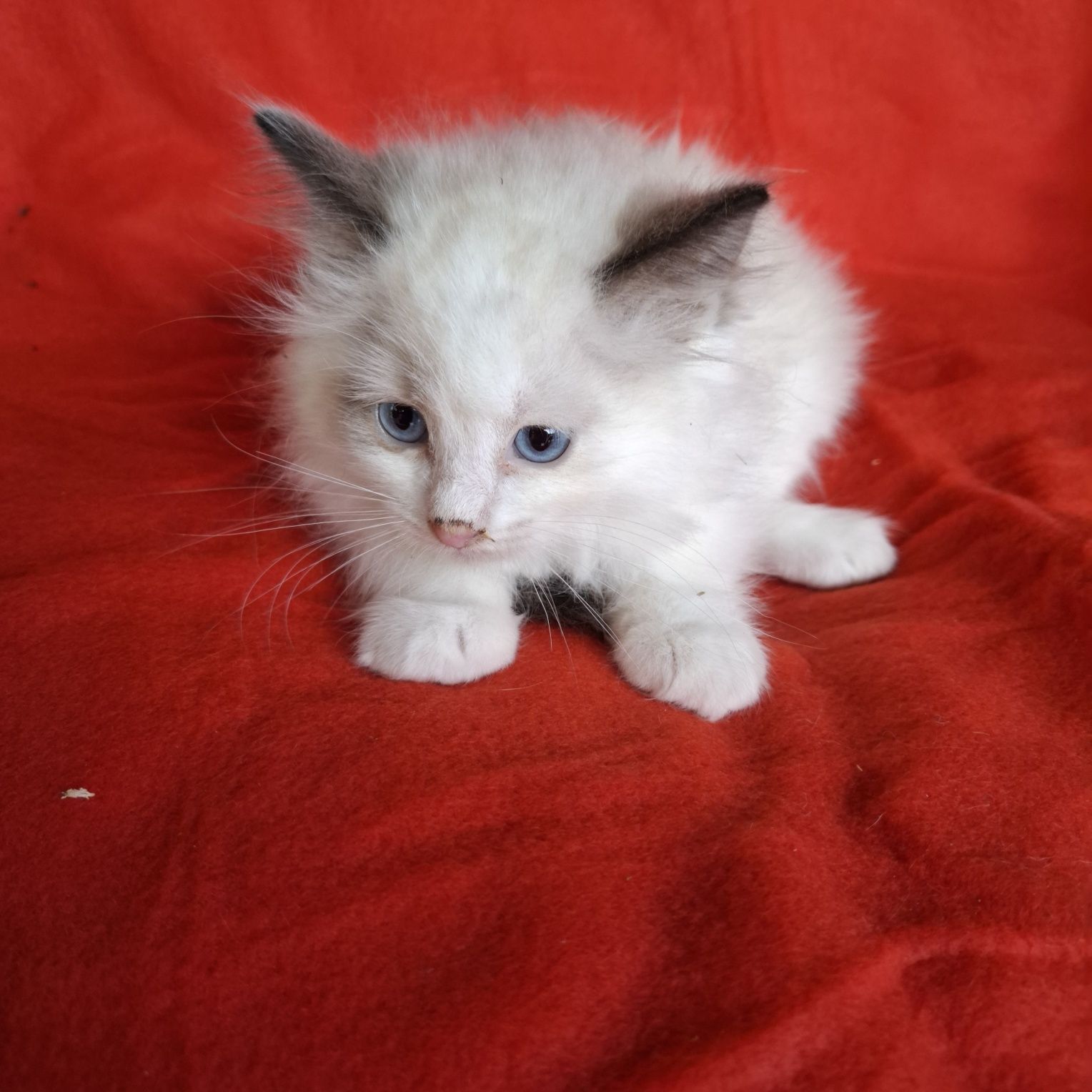 Ragdoll kotka rodowód + wyprawka
