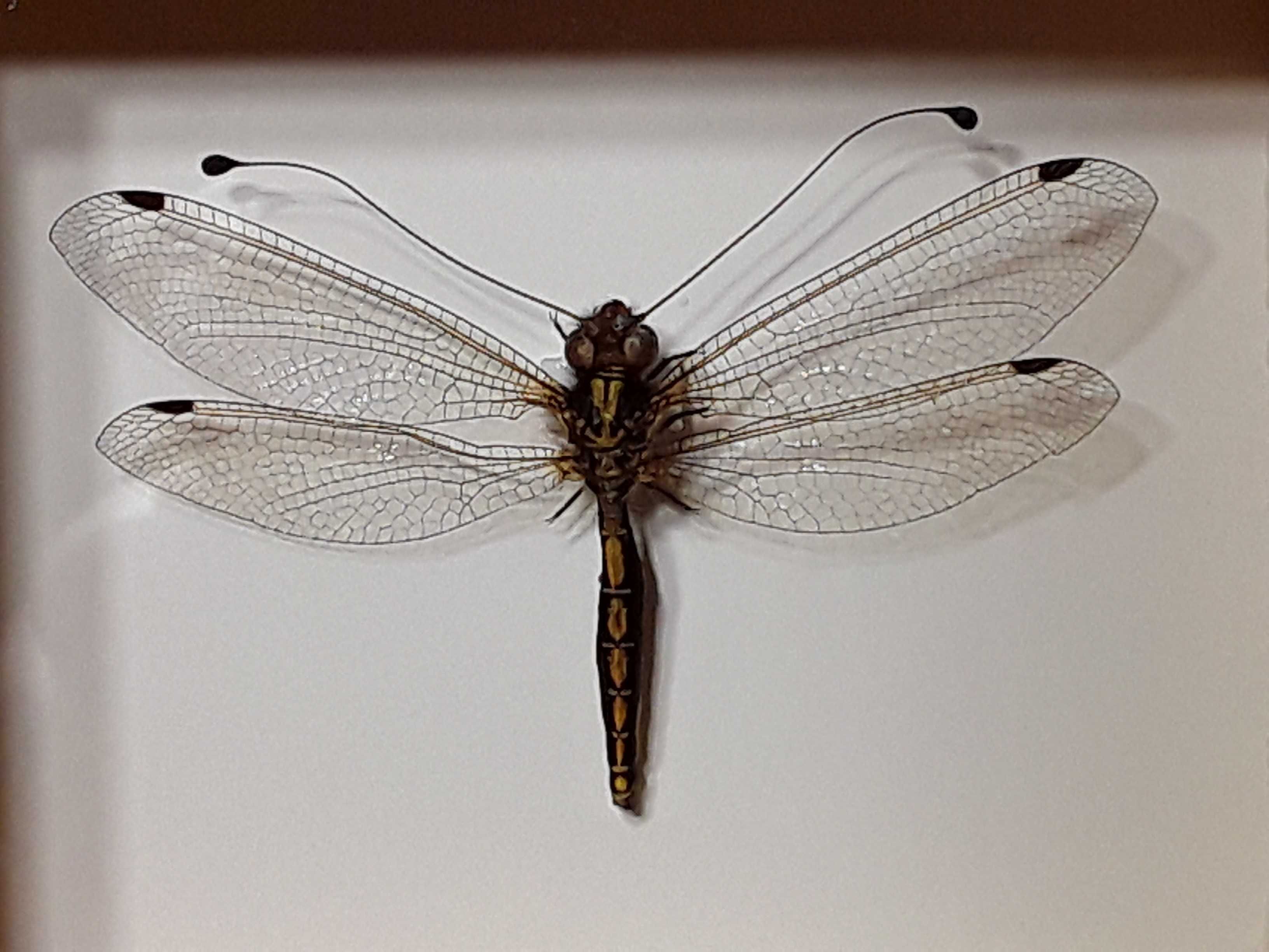 Ważka w ramce , 10 x 8 cm . Neuroptera sp. - 65 mm . Indonezja