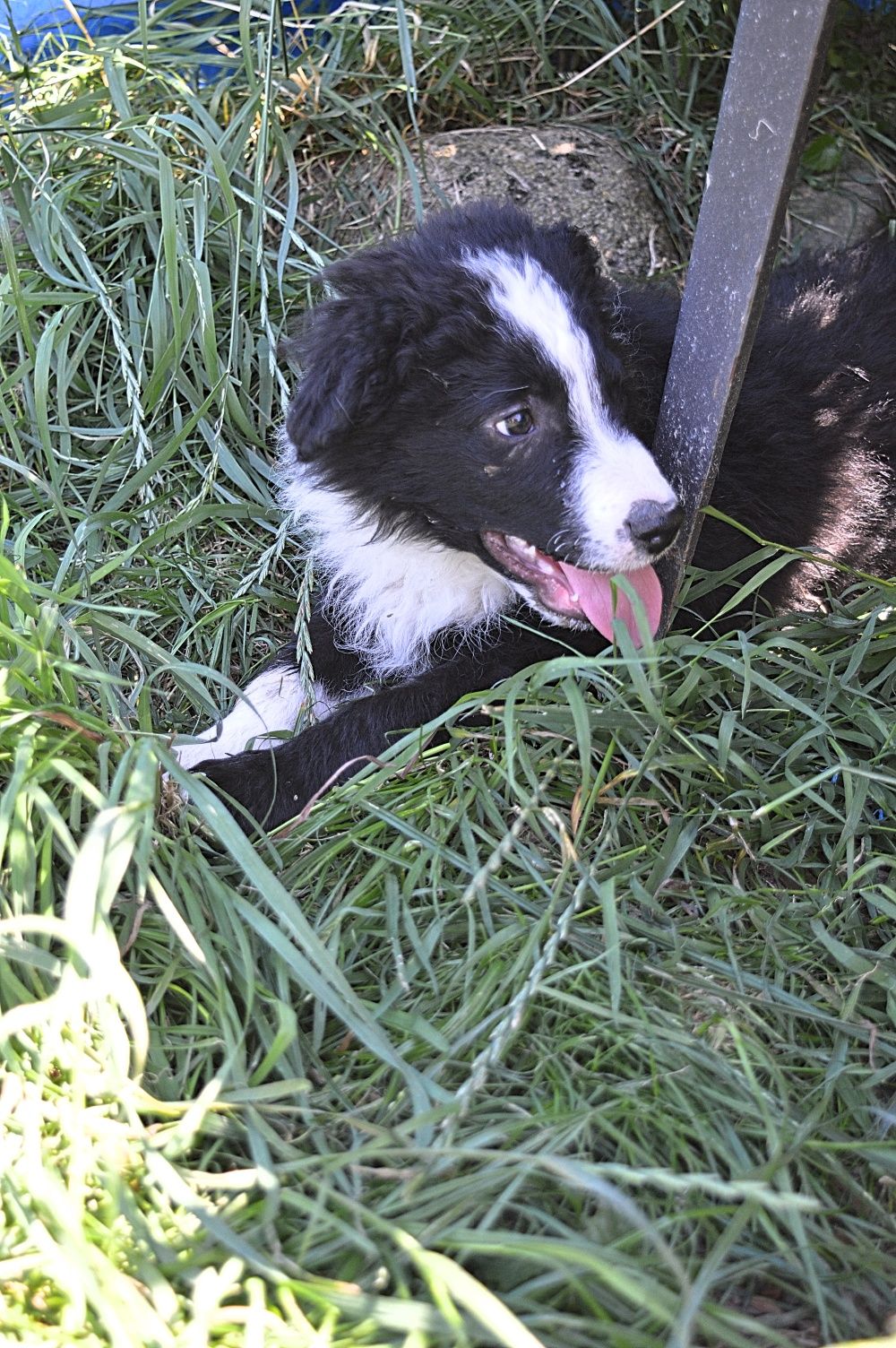 Piesek Border Collie