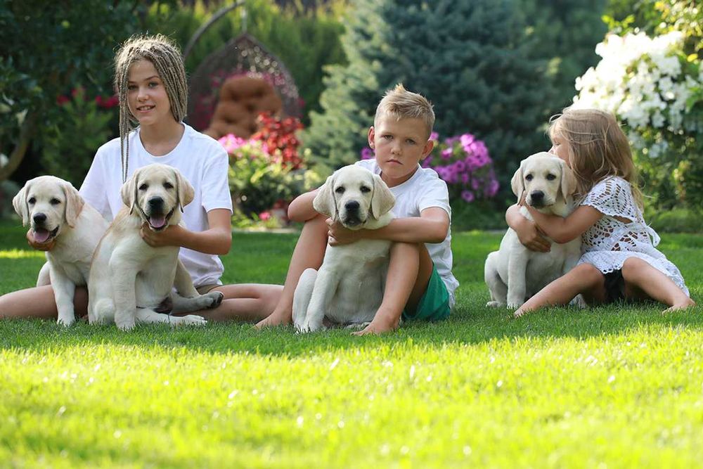 Шикарные щенки лабрадора ретривера питомник