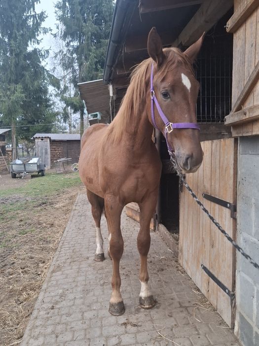 Sprzedam klacz 1.5 roku