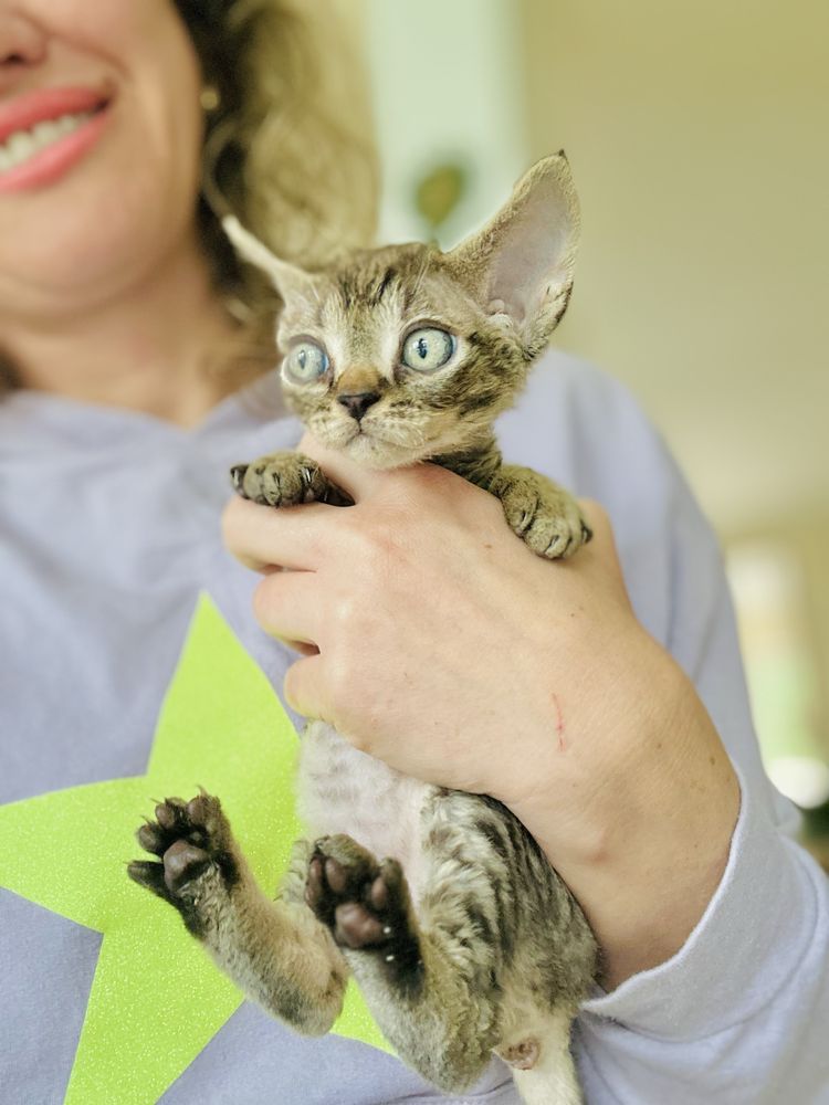 Kocurek Olaf  Wcf Devonrex