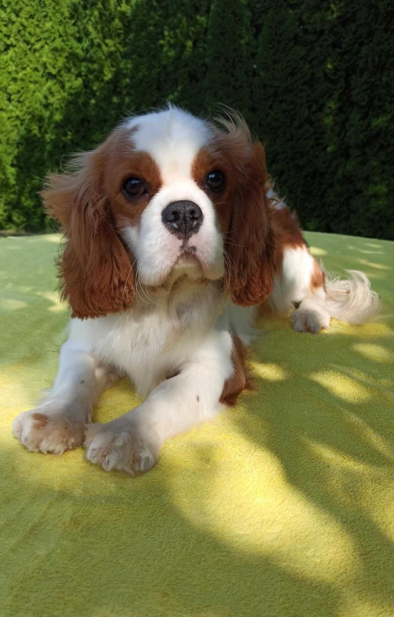 Cavalier King Charles Spaniel Piesek