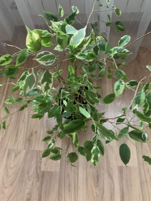 Фікус Бенджаміна вазон